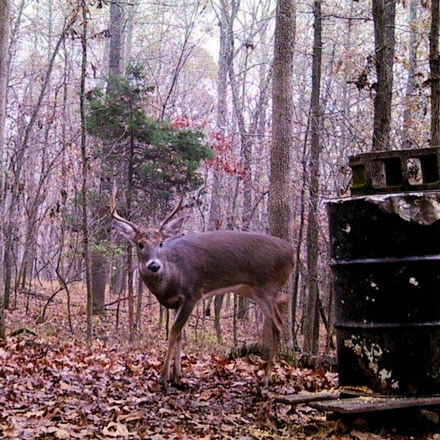 Purchase TBT Whitetail products